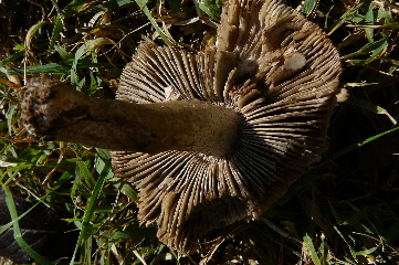 Tricholoma bresadolanum?
